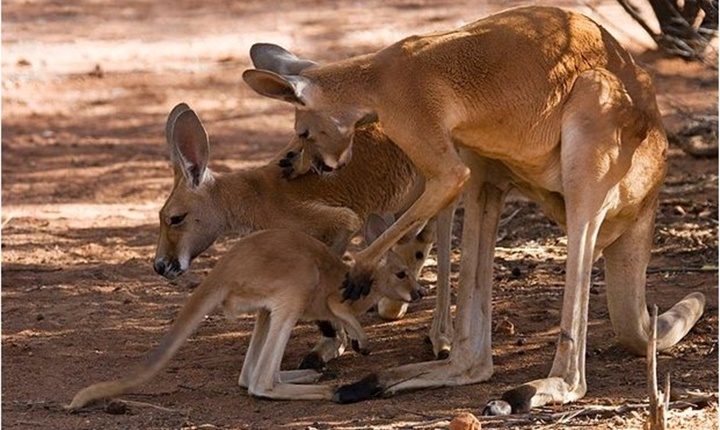 Canguro 2