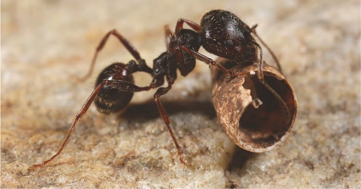 Messor ibericus