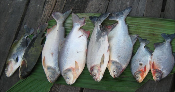 Pescado en Pedernales