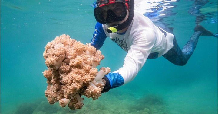 Coral invasor unomia stolofínera