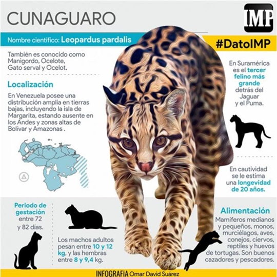 El Cunaguaro