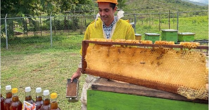 Los apicultores en Guárico