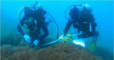 Coral invasor en Mochima