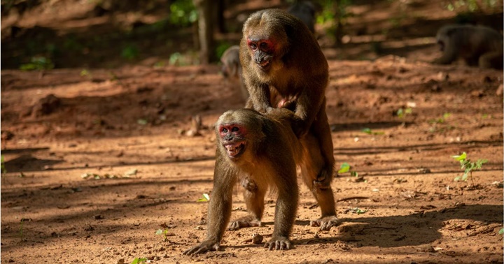 Homosexualidad primates 1