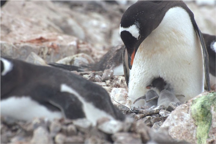 Los pingüinos 2