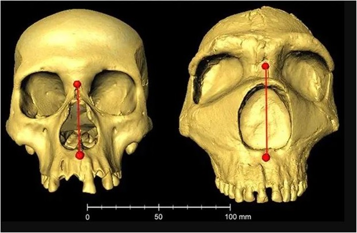 Neandertales 2