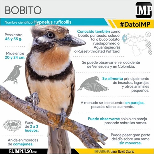 Ave bobito