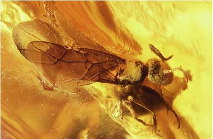 Araña en ámbar
