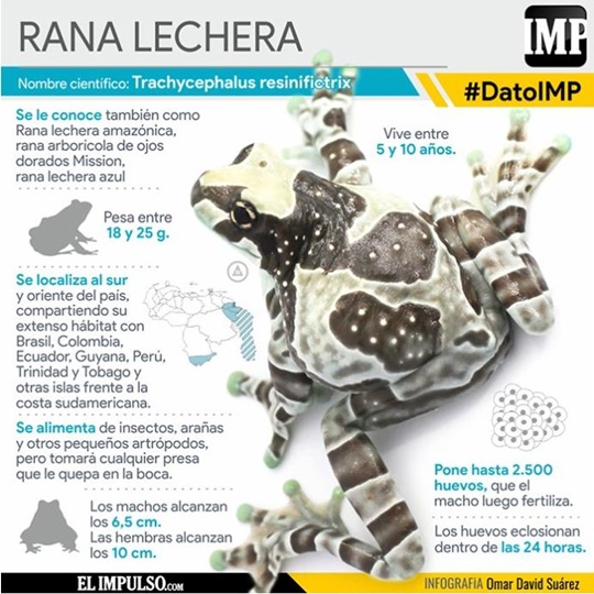 La rana lechera