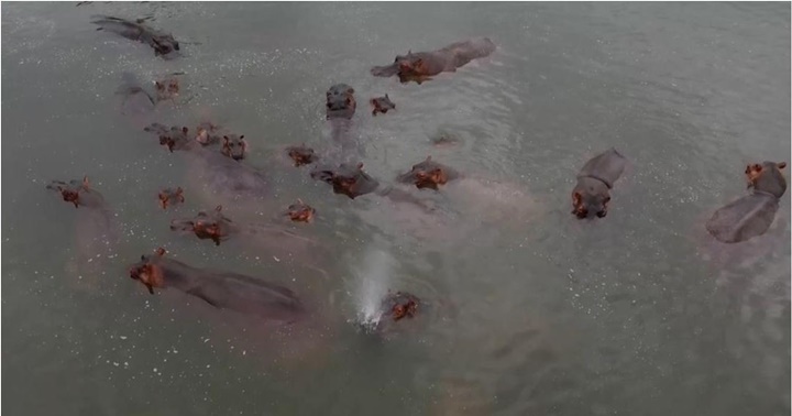 Hipopótamos colombianos