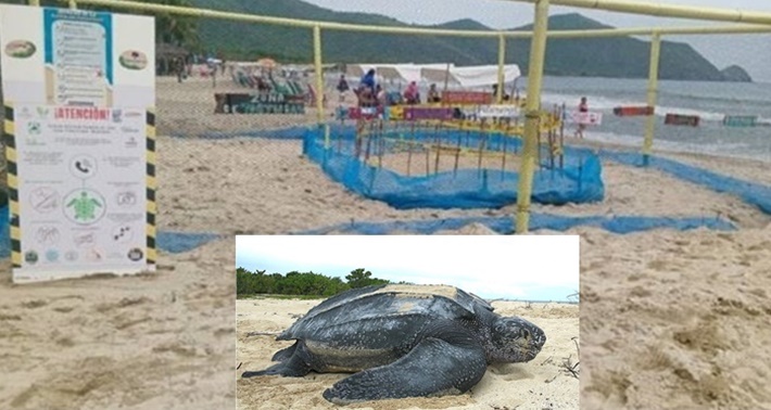 Tortuga cardón