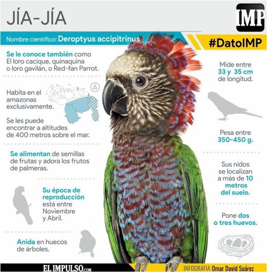 El Jía Jía un loro 1