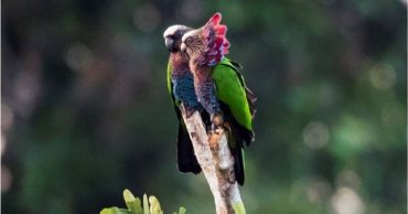 El Jía Jía un loro