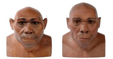 Homo erectus