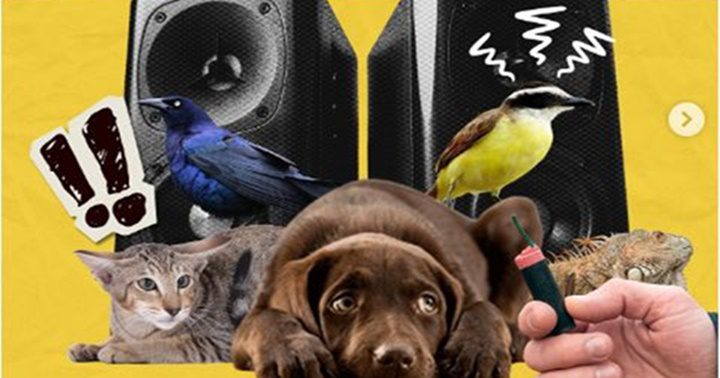 Música daña animales