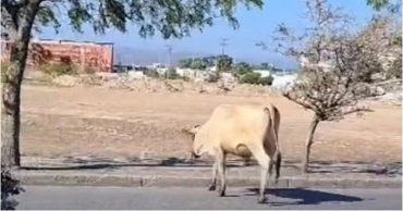 Vacas en Cumaná