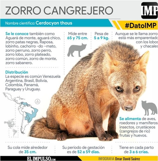 Zorro cangrejero
