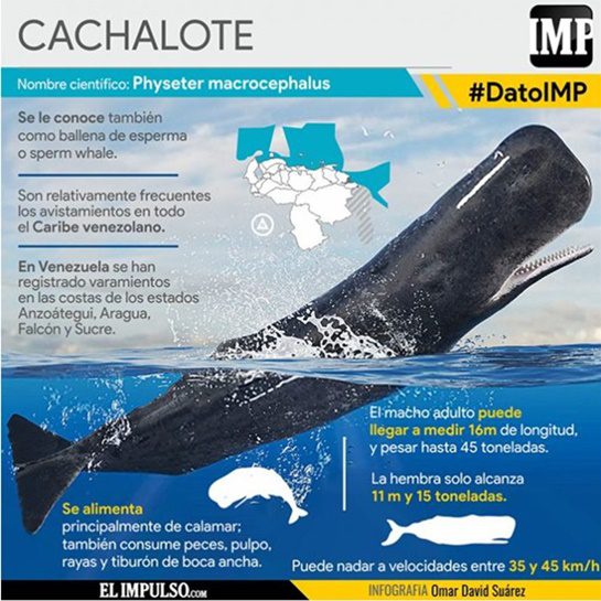Cachalote 1 Cachalote 1