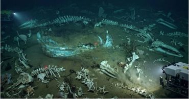 Cementerio de ballenas