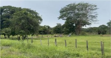 Finca Guanarito en Portuguesa.