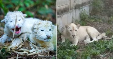Leones blancos en Maracay