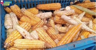 Maíz Delta Amacuro
