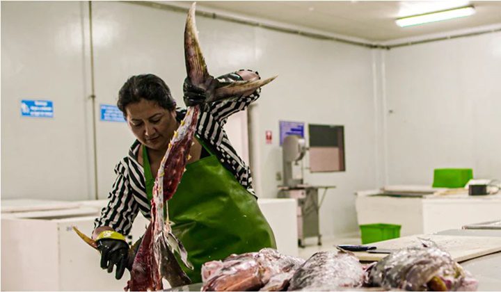 Mujeres pescadoras Ecuador 1 Mujeres pescadoras Ecuador 1