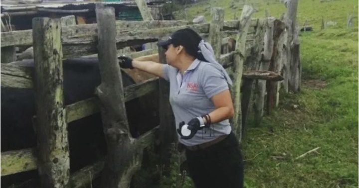 Vacunación Fiebre Aftosa Venezuela