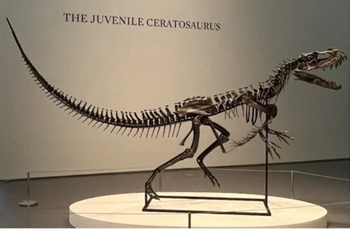 Dinosaurios Dinosaurios