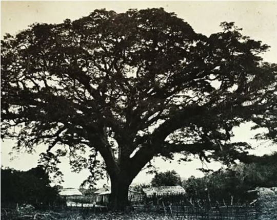 El Samán de Güere