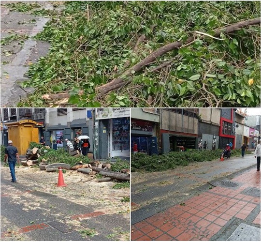 Tala de árboles 10 7 2026 Caracas