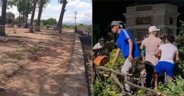 Árbol en Cumaná 2026
