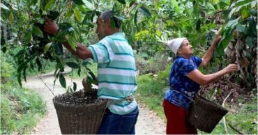 Café en Venezuela