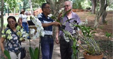 Las orquídeas