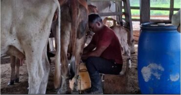 Leche zulia