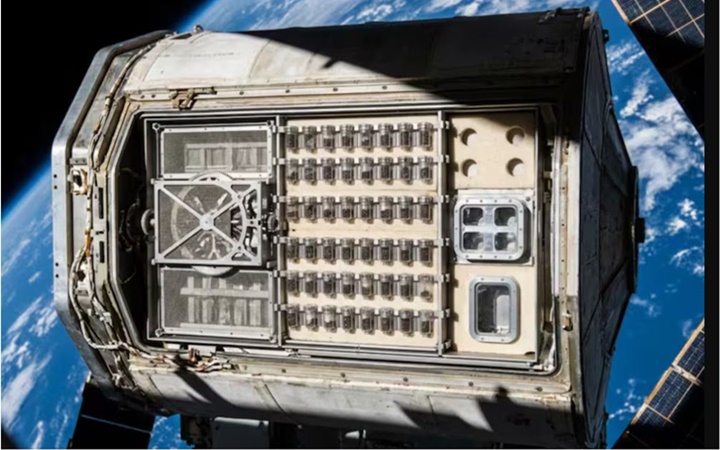 NASA semillas 7