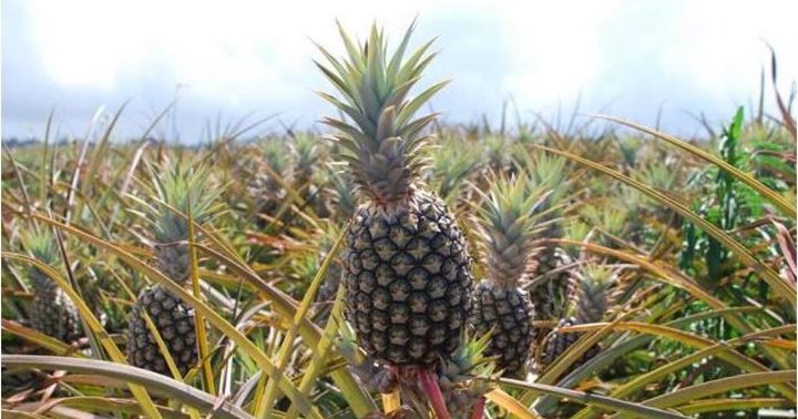 Piñas en Lara Piñas en Lara