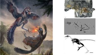 Aves primitivas