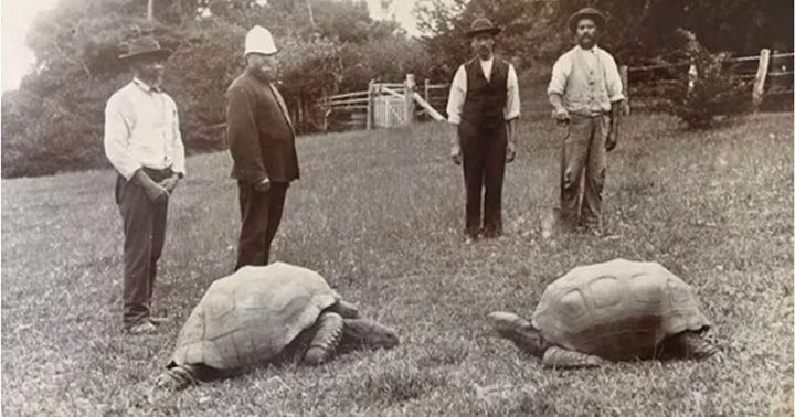 La tortuga Jonathan 1 La tortuga Jonathan 1