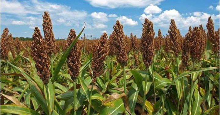 Sorgo Venezuela Sorgo Venezuela