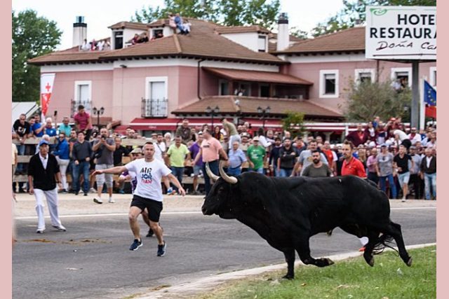 tordesillas toro de la vega 2022 5 tordesillas toro de la vega 2022 5